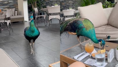 Sneaky Peacock Caught On Camera Stealing Peanuts At Capella Hotel