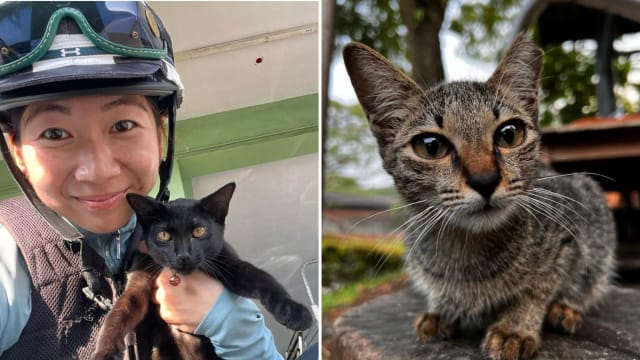 忧马场关闭后猫儿无处去 女骑师为几十只猫寻新主人