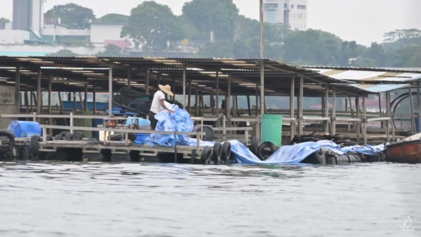 Perimeters lined with tarps, water quality checks: Singapore fish farms take precautions against oil spill
