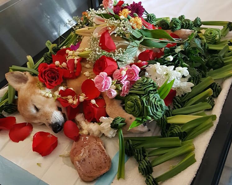 Saying goodbye: Owners go the extra mile for their pet’s final journey