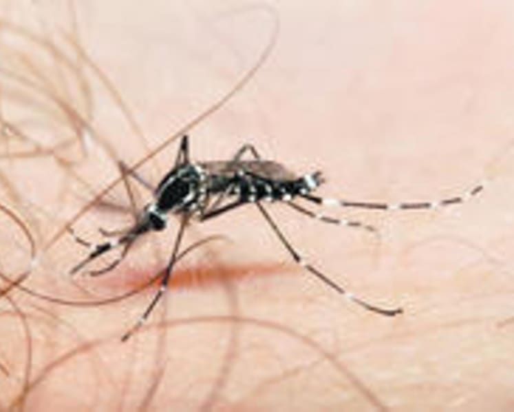 Dengue cases down, but vigilance urged