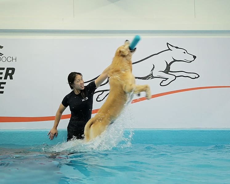 This gym in Singapore gives dogs a good workout