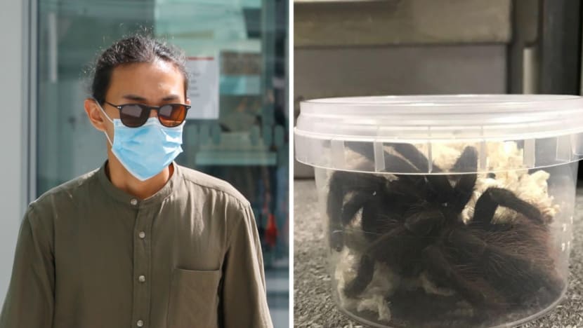 Student fined S$17,000 for importing 23 tarantulas, keeping another 20 in Bedok flat