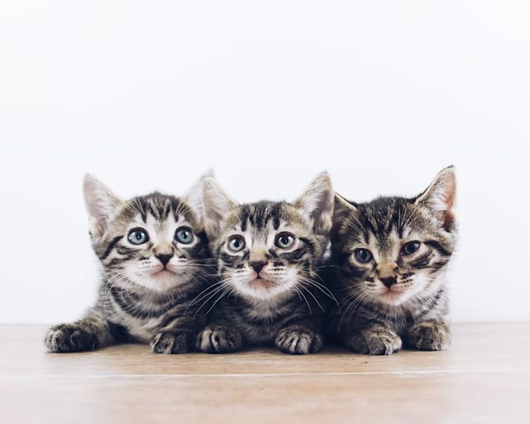 Administrator of cat Facebook group charged with illegally selling kittens from his home