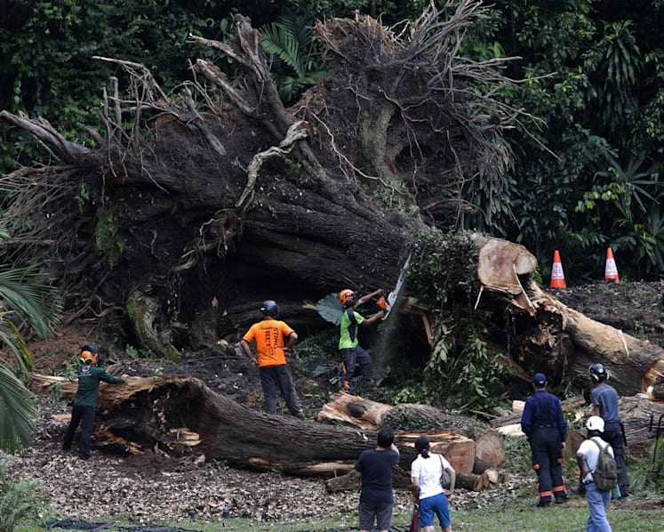 NParks disputes arborists’ diagnosis on tembusu tree in fatal incident