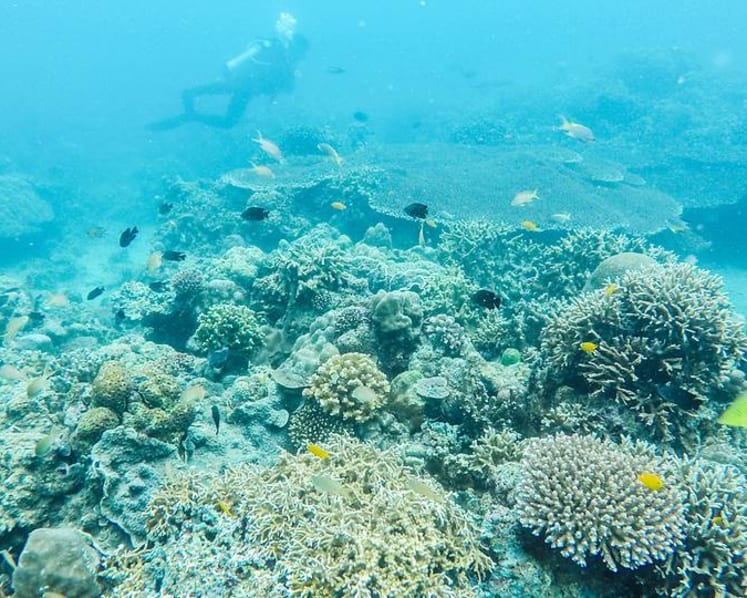 From poacher to protector: Local communities embrace conservation of crucial marine treasure