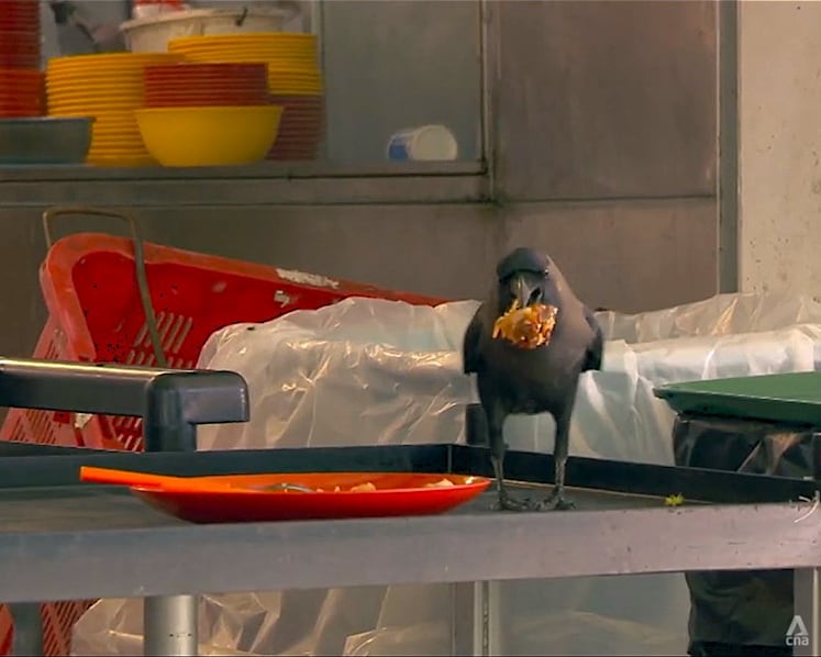 What lies behind Singapore’s crow problem? For one thing, maybe the tray return scheme