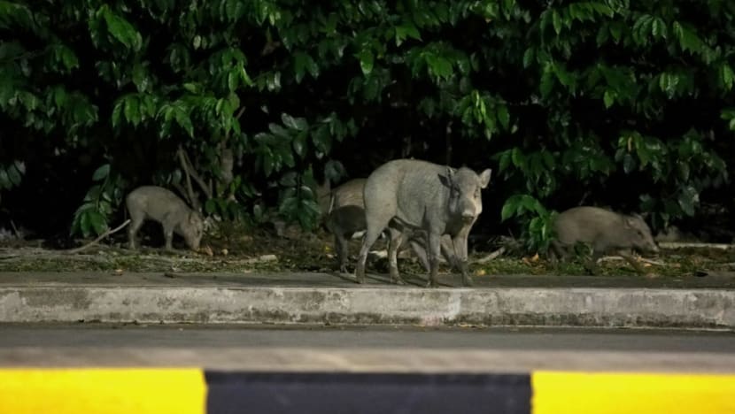 4 more people fined S$2,500 each for feeding wild boars at Lorong Halus under stricter Wildlife Act