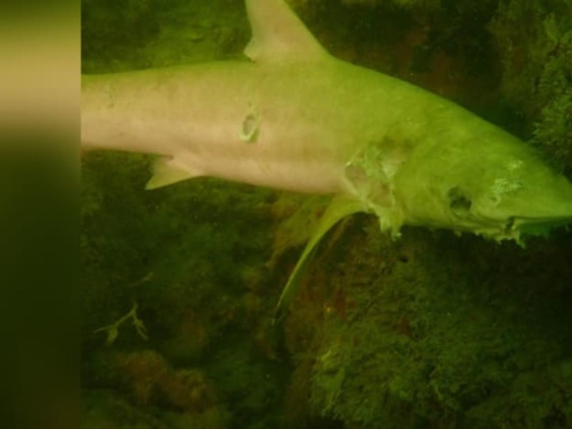 One of the dead blacktip sharks found in the waters off Pulau Hantu.