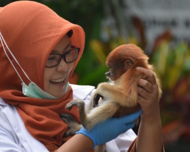 Perempuan Indonesia ini dedikasikan hidupnya selamatkan bekantan di Kalimantan Selatan