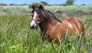 மனிதர் பயந்தால் குதிரைக்குத் தெரியும்
