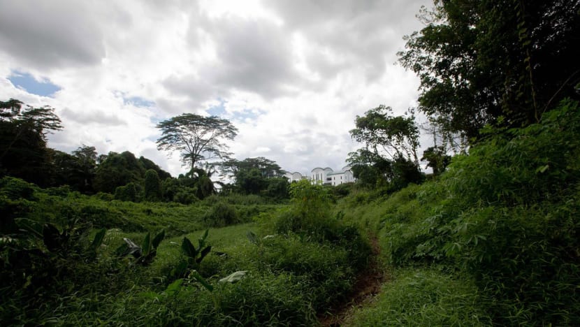 Not fallen on deaf ears: Nature lobbyists cheer LTA’s plans to relocate Cross Island Line MRT station to protect wildlife