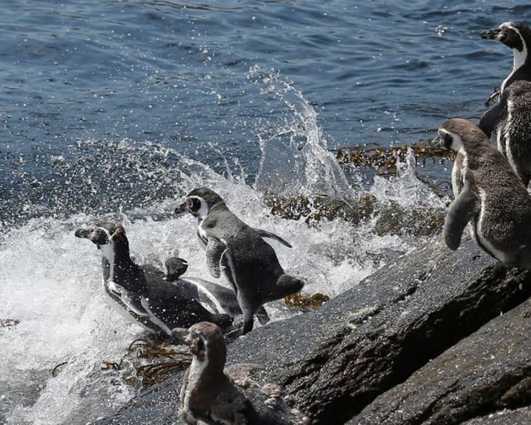 Chile's endangered Humboldt penguins risk further decline, scientists say