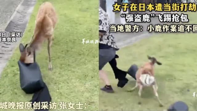 中国女生游奈良被小鹿“打劫” 朋友还被踹了一脚