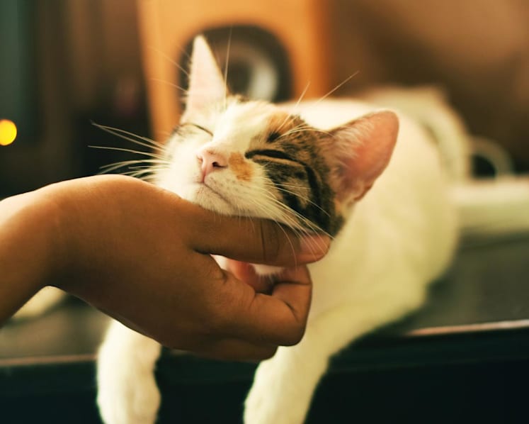 Man fined S$2,000 for getting son to abandon pet cat when family moved to new home