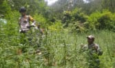 Viral ladang ganja di Bromo Tengger Semeru, terkait larangan drone?