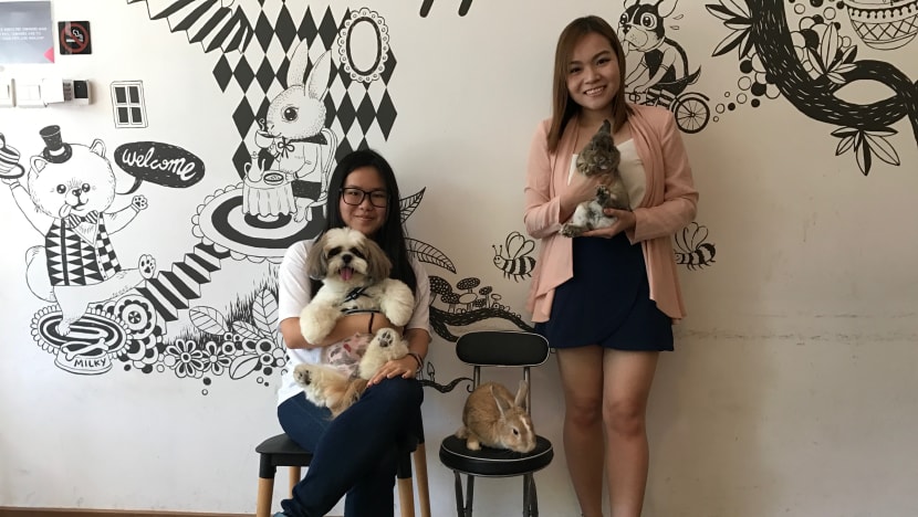 How to shoot your pet to Instagram fame