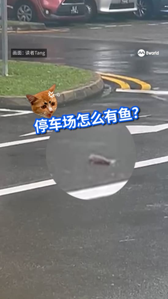 20250621_fish_in_carpark
