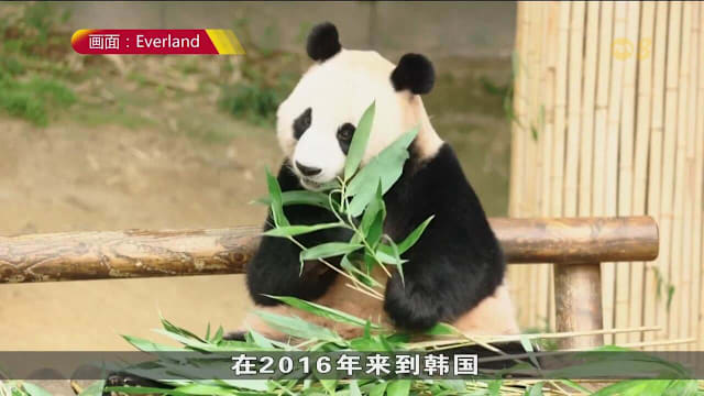 韩国再添熊猫宝宝 印尼首只本土熊猫吸引游客