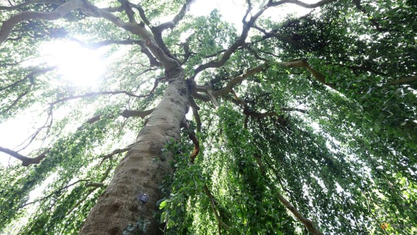 Climate threat spurs London's Kew Gardens to look for resilient trees Climate threat spurs London's Kew Gardens to look for resilient trees