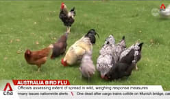Australia bird flu: Agriculture ministry confirms first case of contagious H5 strain in country 