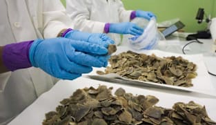 Singapore seizes record 830kg of Asian pangolin scales 