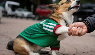 In Mexico, World Cup jerseys fit all shapes, sizes - and species