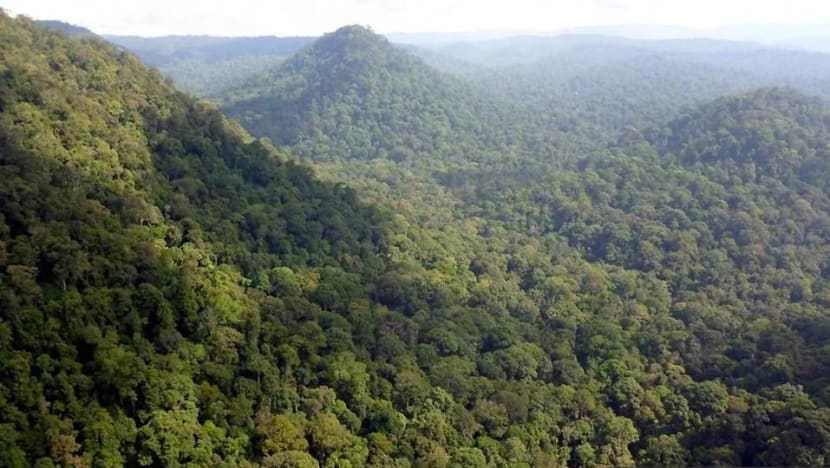 Commentary: Malaysia must unlock the potential of carbon credits Commentary: Malaysia must unlock the potential of carbon credits