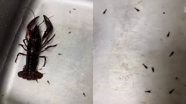 下锅前母龙虾竟当场产仔 马国女傻眼纠结该不该烹煮