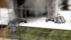 Related article image