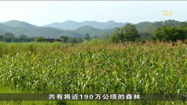 泰国清迈森林遭大规模开垦 种植饲料玉米引发环境危机