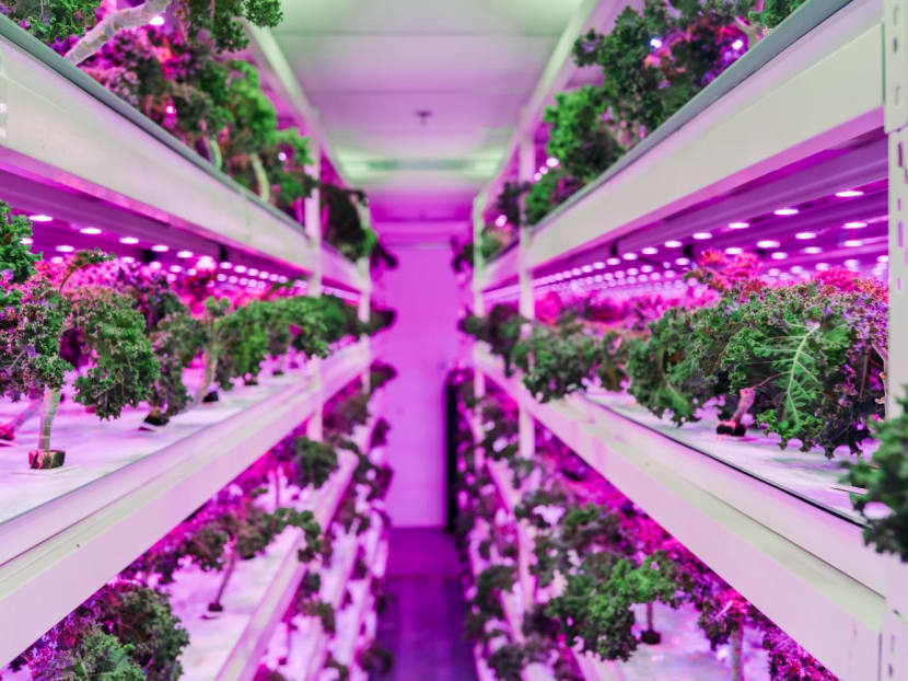 Commentary: Why does a better food production system matter? Well, it can help tackle mental stress too