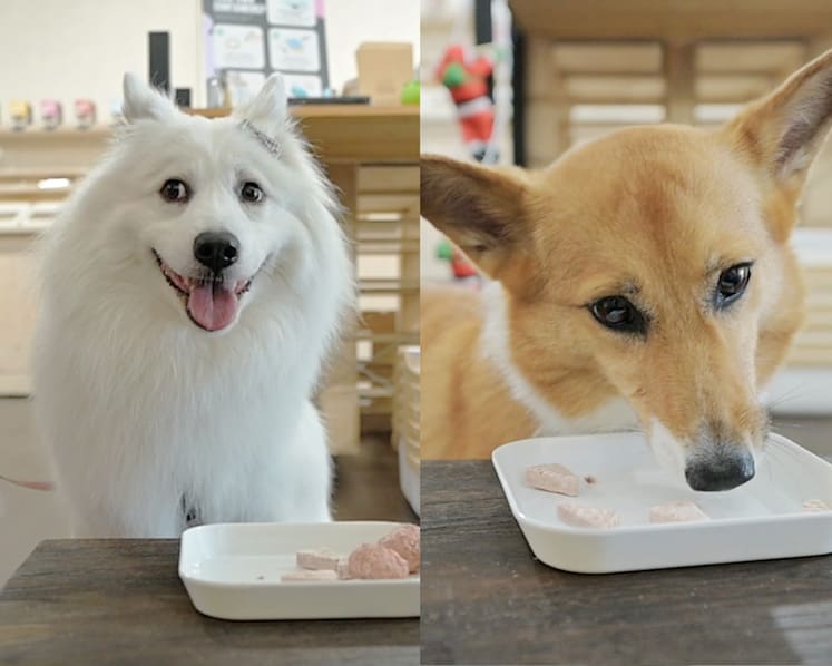 Not your typical pet food store – they do taste tests for dogs