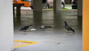 Seniors responsible for half of all illegal bird-feeding cases – what can be done?