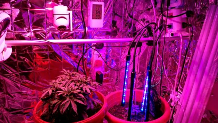 Two suspects arrested in drug raid on Yishun flat, with cannabis pot plants, drug equipment found