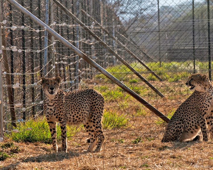 Three cheetah cubs die in India amid sweltering heatwave