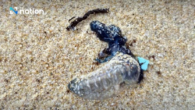 普吉岛多个海滩发现剧毒水母 游客受促提高警惕