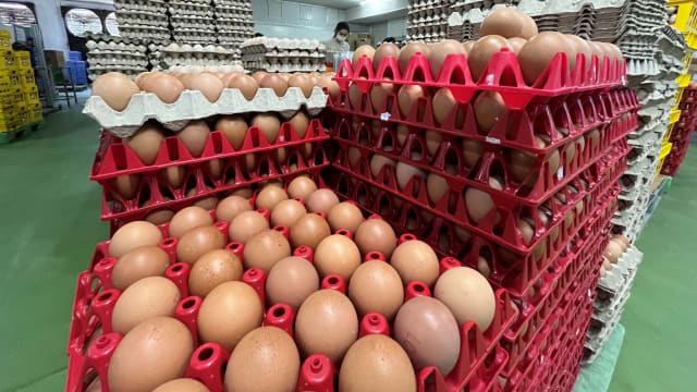 【食属新加坡】直击安安农场　鸡蛋与人皆有“起起落落”