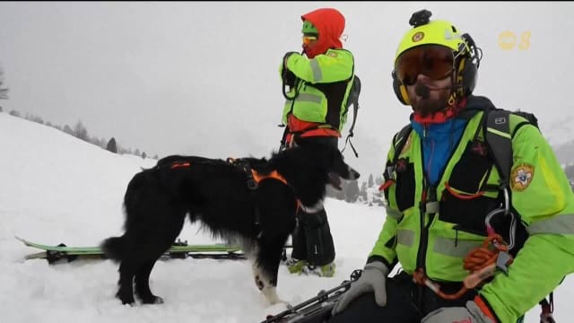 意大利积极培训雪地搜救犬 以提升雪崩救援效率