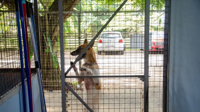 Covid-19: Animal shelters see surge in adoption and fostering interest, but face logistical constraints