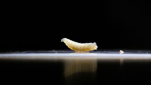 报道称美国马里兰州出现全美首例人类感染螺旋蝇蛆病例