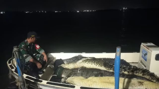 鳄鱼逃脱印尼峇淡岛养殖场 至今已捕获34只