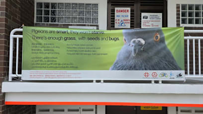 Bishan CC's Poetic 'Don't Feed Pigeons' Signs Win Over S'poreans, Many Inspired To Write Their Own Anti-Bird Feeding Rhymes