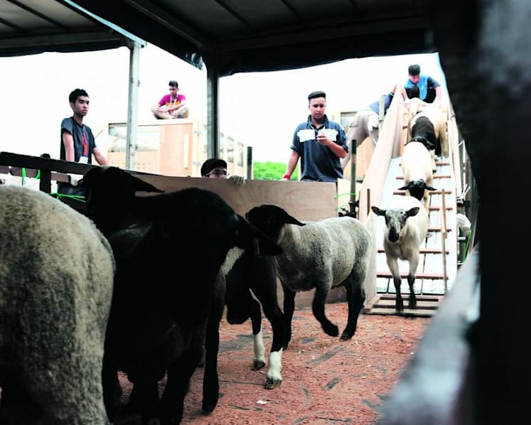 No livestock to be imported into Singapore for Korban ritual this year: Muis