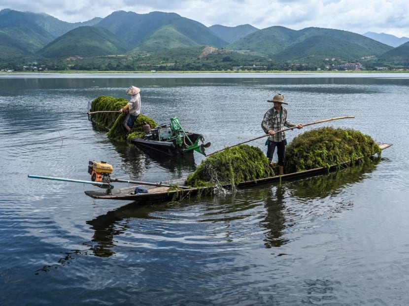 This photo taken on Oct 18, 2023 shows men collecting aquatic vegetation for use on their floating farm on Inle Lake in southern Shan State. 