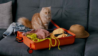 Mudik Lebaran, bawa hewan peliharaan atau titipkan di pet hotel?