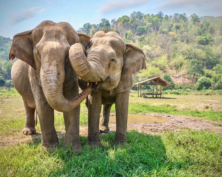Spanish tourist killed by ‘panic-stricken’ elephant at Thai sanctuary
