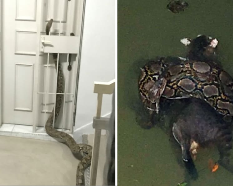 2 public sightings of python daily: Acres