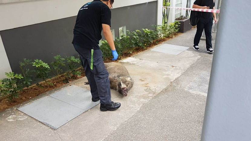 Man suffers cuts to legs after wild boar attack near Hillview condominium