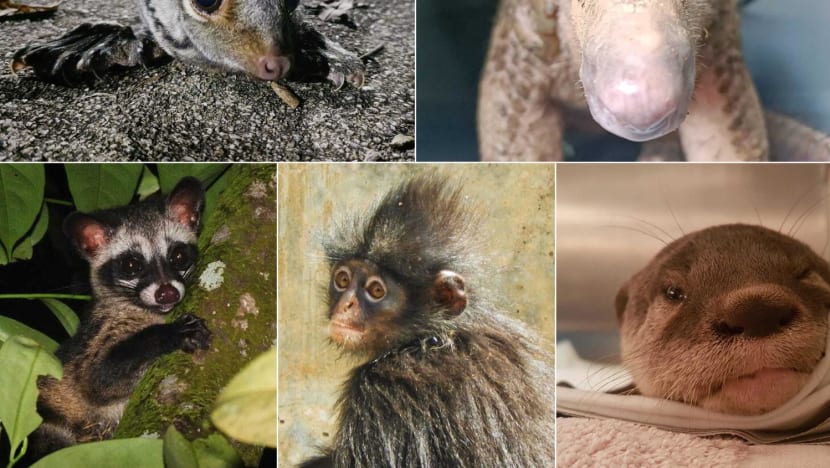 Prioritise 'charismatic' species such as otters, pangolins in conserving wildlife, say Singapore researchers